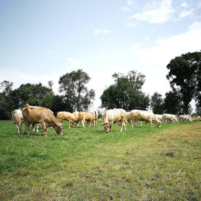 Gite A La Ferme De La Bouriette Revel  Ngoại thất bức ảnh